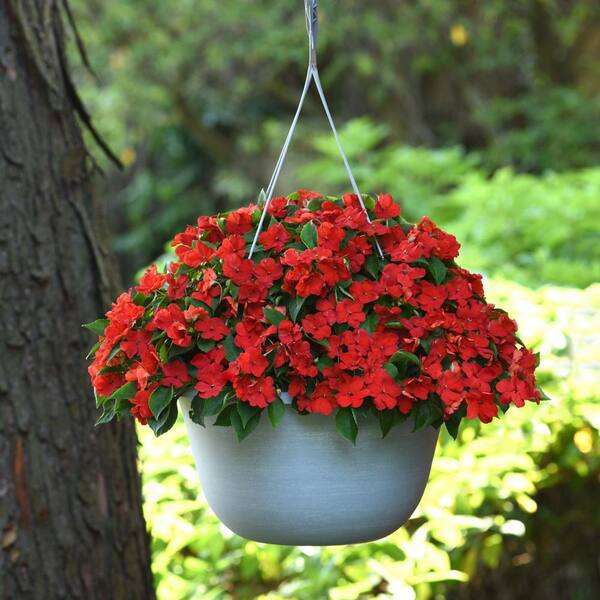 BEACON #10 (4.73L) Classic HB Impatiens Plant 1001243537 - The