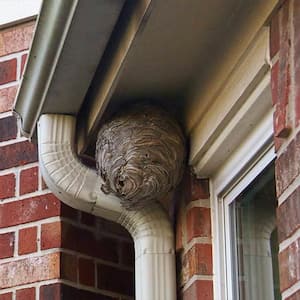 PRO 18 oz. Wasp and Hornet Killer Aerosol