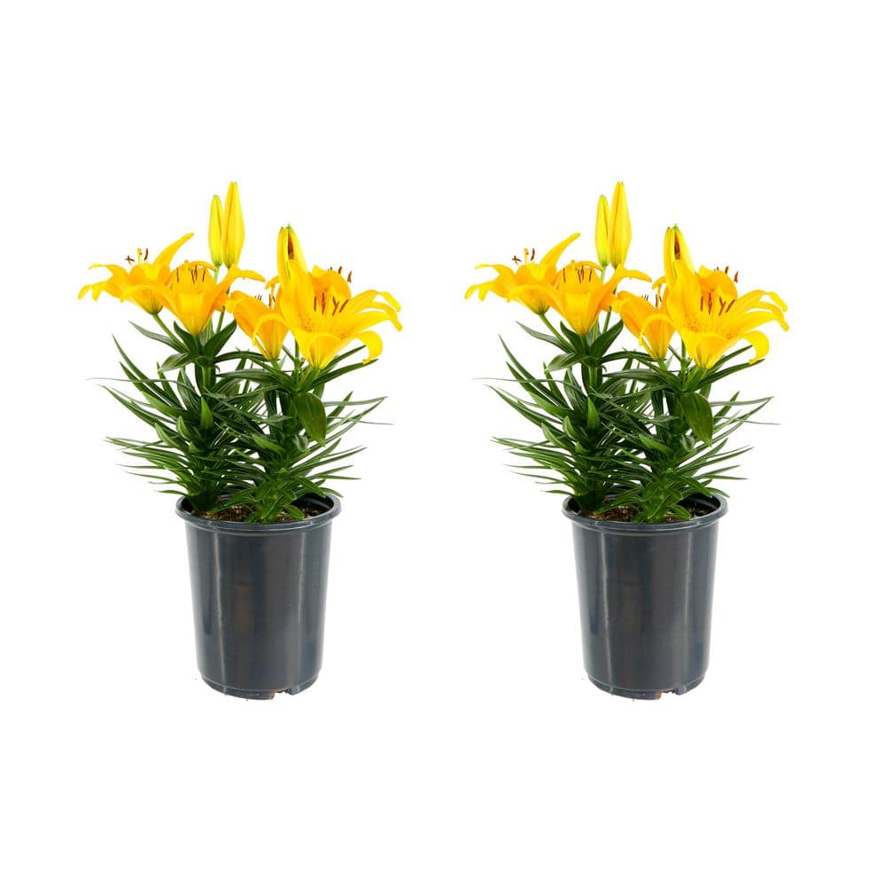 2.5 Qt. Perennial Asiatic Lily Yellow (2-Pack)