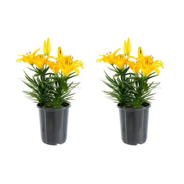 Unbranded 2.5 Qt. Perennial Asiatic Lily Yellow (2-Pack)