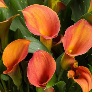 6.5 in. Be My Main Squeeze Calla Lily Hybrid Live Annual Plant, Orange Flowers, 1-Pack