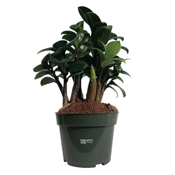 NATURE'S WAY FARMS ZZ Zenzi Plant Live Indoor Plant in Growers Pot Avg Shipping Height 10 in. Tall
