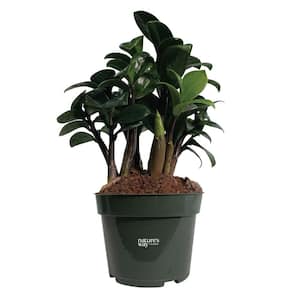 ZZ Zenzi Plant Live Indoor Plant in Growers Pot Avg Shipping Height 10 in. Tall