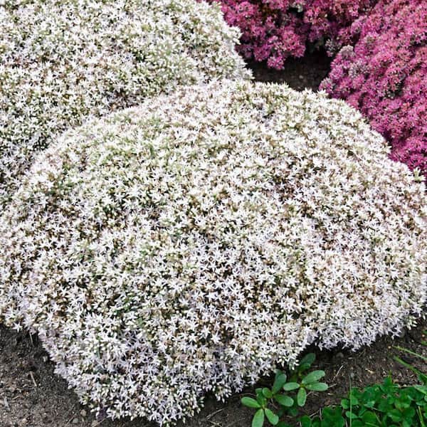 DIRECT GARDENING Larinum Park White Flowering Sedum Dormant Bare