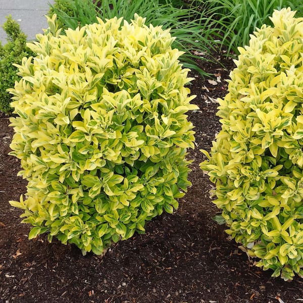 national PLANT NETWORK 2.25 Gal. Euonymus Golden Flowering Shrub