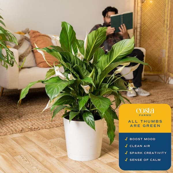 Costa Farms Spathiphyllum Peace Lily Indoor Plant in 9.25 in. Decor Planter, Avg. Shipping Height 2-3 ft. Tall