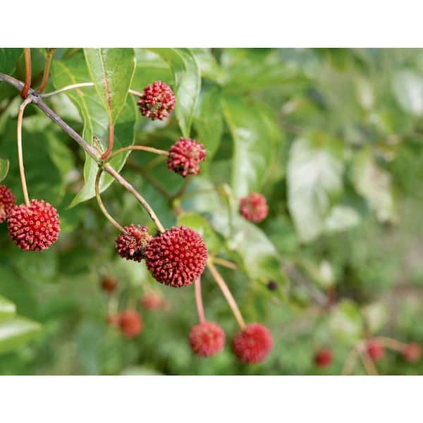 PROVEN WINNERS Sugar Shack Cephalanthus 4.5 in. Quart