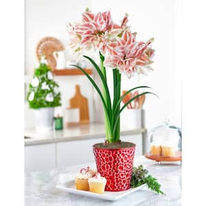 Dancing Queen Amaryllis Single Holiday Gift Kit in Decorative Pot - Pre-Planted Bulb in a 6 in. Dia Pot