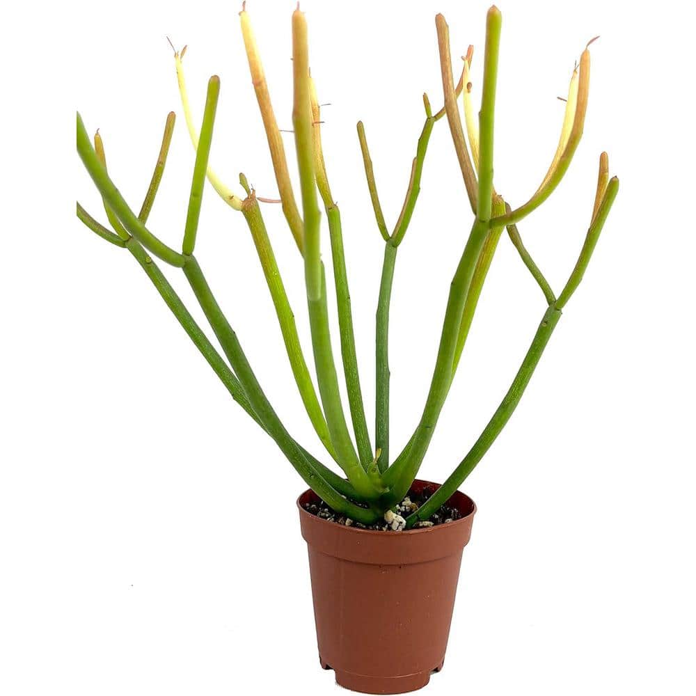 Firesticks Pencil Cactus-Live Plant in a 2 in. Pot-Euphorbia Tirucalli-Indoor Outdoor Cacti Succulent Houseplant price history on PriceWatchPro