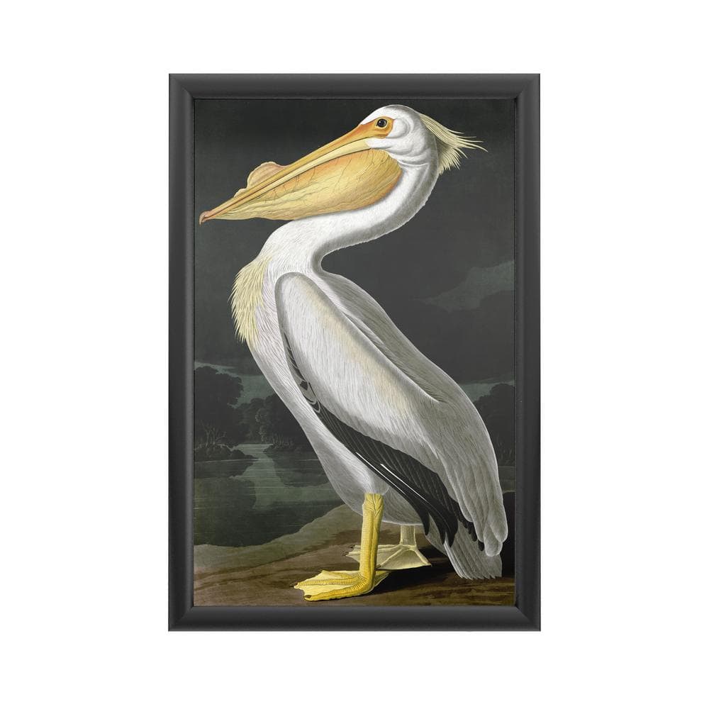 Creature feature: The beloved American white pelican