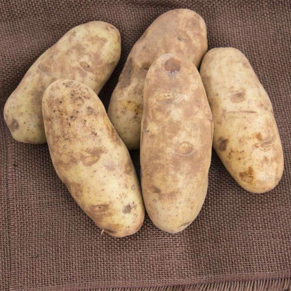 Gurneys 2 Lbs Seed Potato Canela Russet Package 02190 The Home Depot 