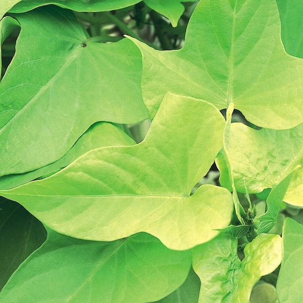 Unbranded 3.5 in. Light Green Sweet Potato Vine Plant
