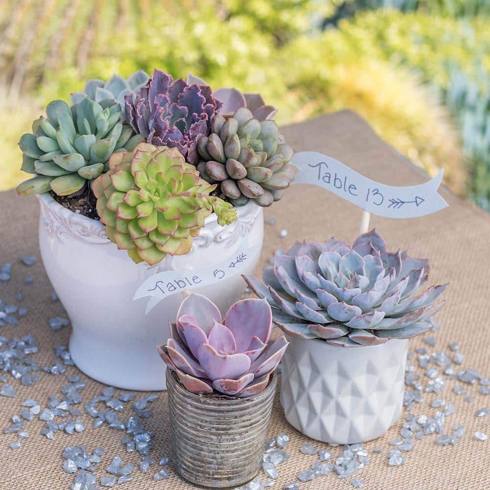 Vibrant Echeveria 4" Multicolor Succulent Collection - 8 Pack