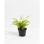 6 in. Maidenhair Fern (Adiantum Aethiopicum) Plant in Grower Pot
