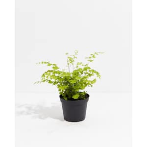 6 in. Maidenhair Fern (Adiantum Aethiopicum) Plant in Grower Pot