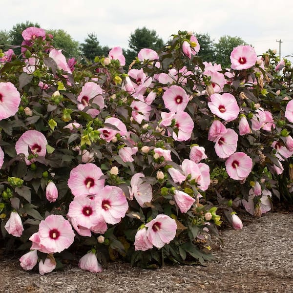 national PLANT NETWORK 3 Gal. Hibiscus Head Over Heels Blush Plant with Pink Flowers