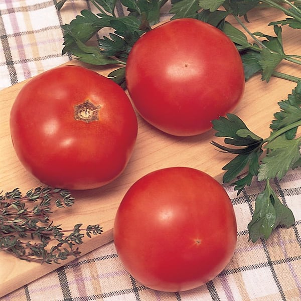 Garden Club 1.5 qt. Tomato Big Boy Vegetable Plant