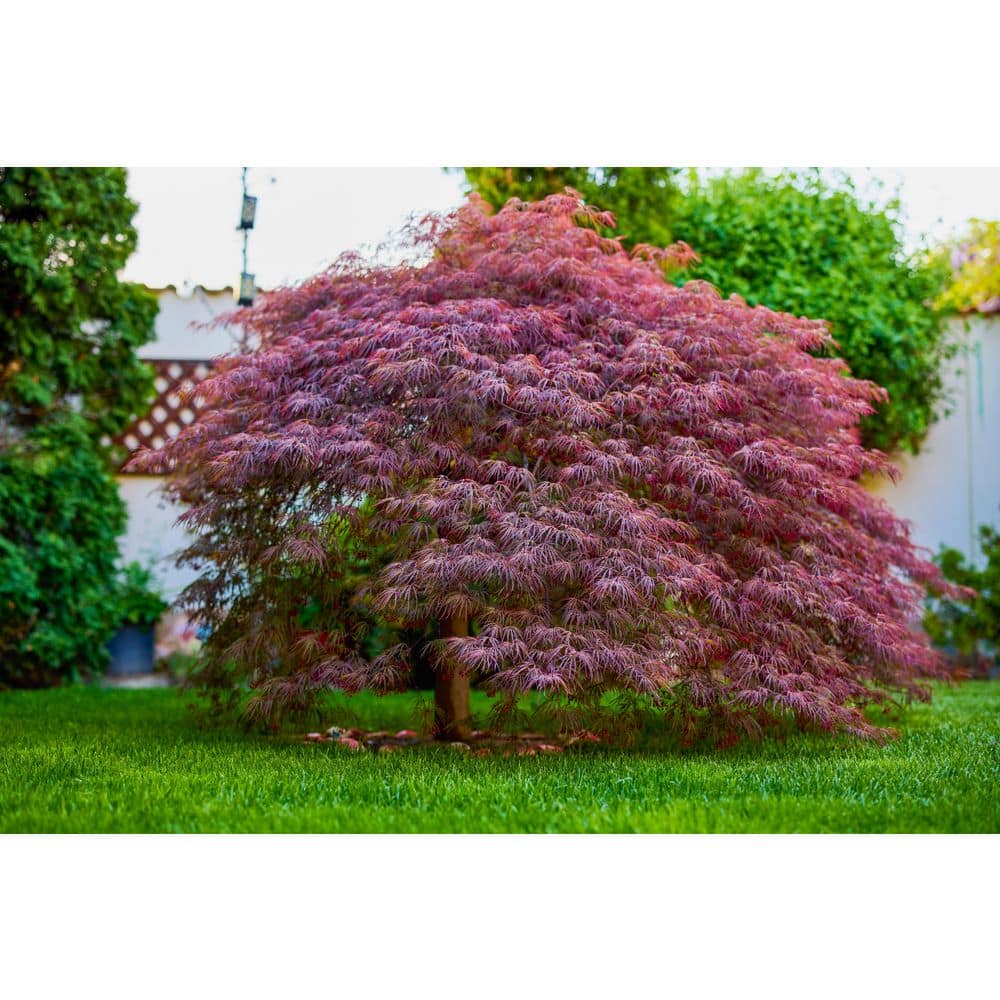 ornamental-trees-maple3jrs1pk-