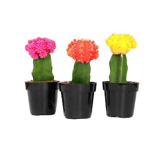 9 cm Grafted Cactus Plant Collection (3-Pack)