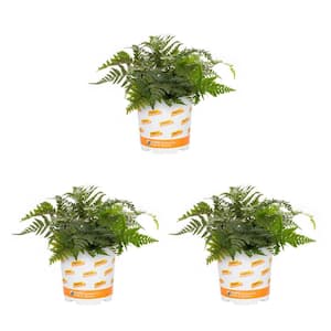 2 Qt. Fern Hardy Japanese Painted Perennial Plant (3-Pack)