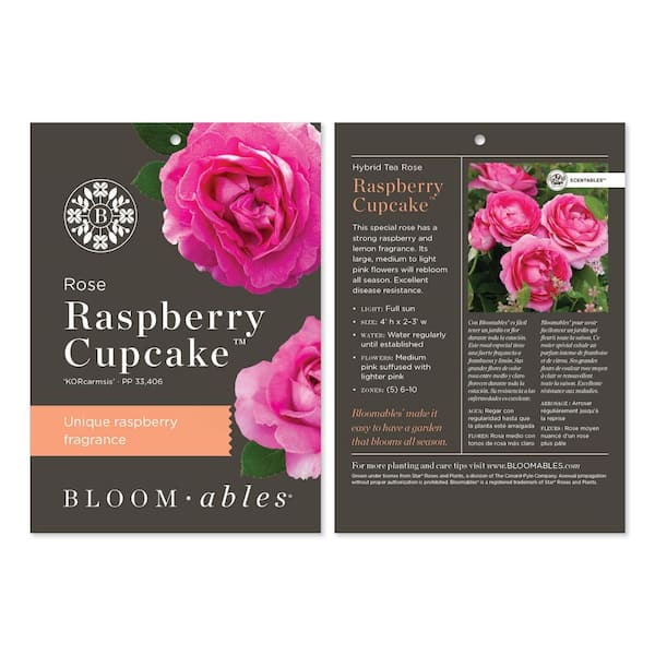 national PLANT NETWORK Bare Root Rose Scentables Raspberry Cupcake