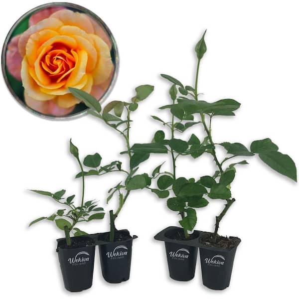 Wekiva Foliage Magic Lantern Rose Bush- 4-Live Starter Plants in 2 in. Growers Pots-Beautifully Fragrant Grandiflora Rose