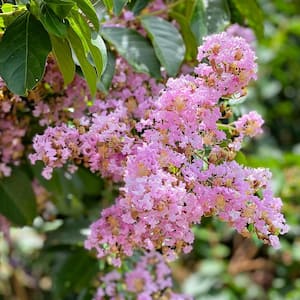 Muskogee Crape Myrtle Green Leaf Lavender Flowering Ornamental Tree