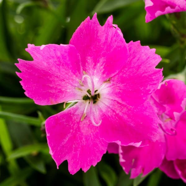 1 Qt. Pink Sweet William Dianthus Kahori Perennial Plant