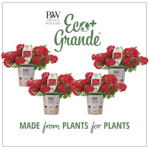 4.25 in. Eco+Grande Superbena Red (Verbena) Live Plant, Red Flowers (4-Pack)