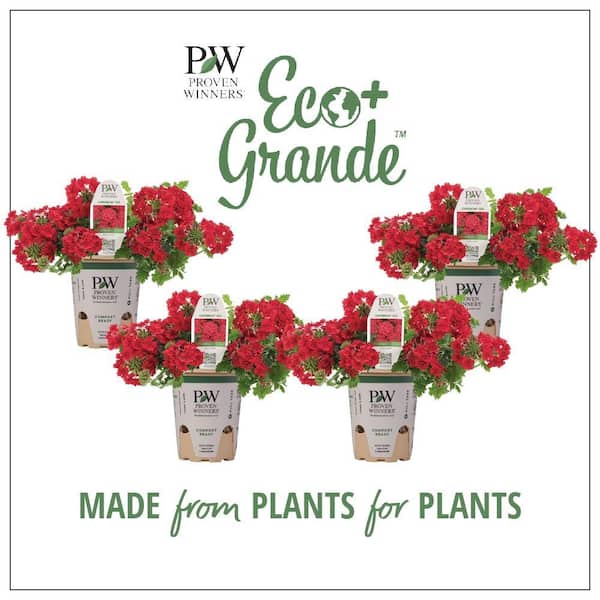 PROVEN WINNERS 4.25 in. Eco+Grande Superbena Red (Verbena) Live Plant, Red Flowers (4-Pack)