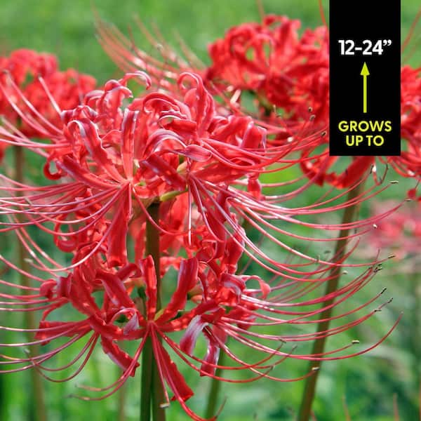 VAN ZYVERDEN Lycoris Radiata Set of 3 Bulbs 87345 - The Home Depot