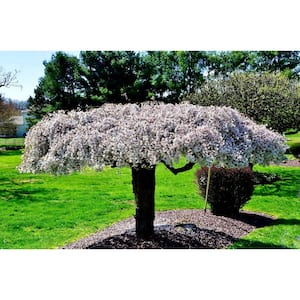 3 ft. Snow Fountain Weeping Cherry Tree with Snow White Cascading Flowers