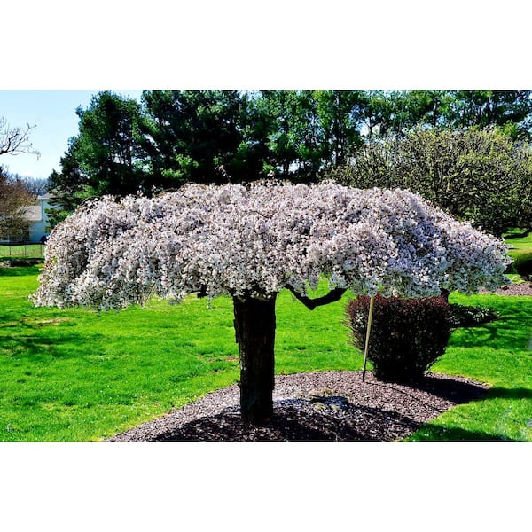 Online Orchards 3 ft. Snow Fountain Weeping Cherry Tree with Snow White Cascading Flowers