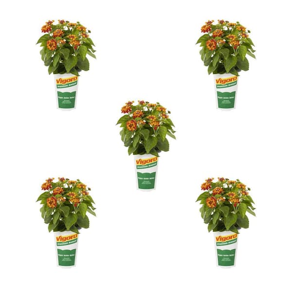 Vigoro 1.5 Pt. Lantana Hot Blooded Orange and Red Bicolor Annual Plant (5-Pack)