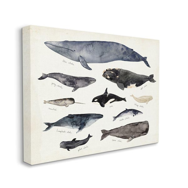 Stupell Industries "Vintage Nautical Chart of Whales Ocean Life" by Victoria Barnes Unframed Animal Canvas Wall Art Print 30 in. x 40 in.