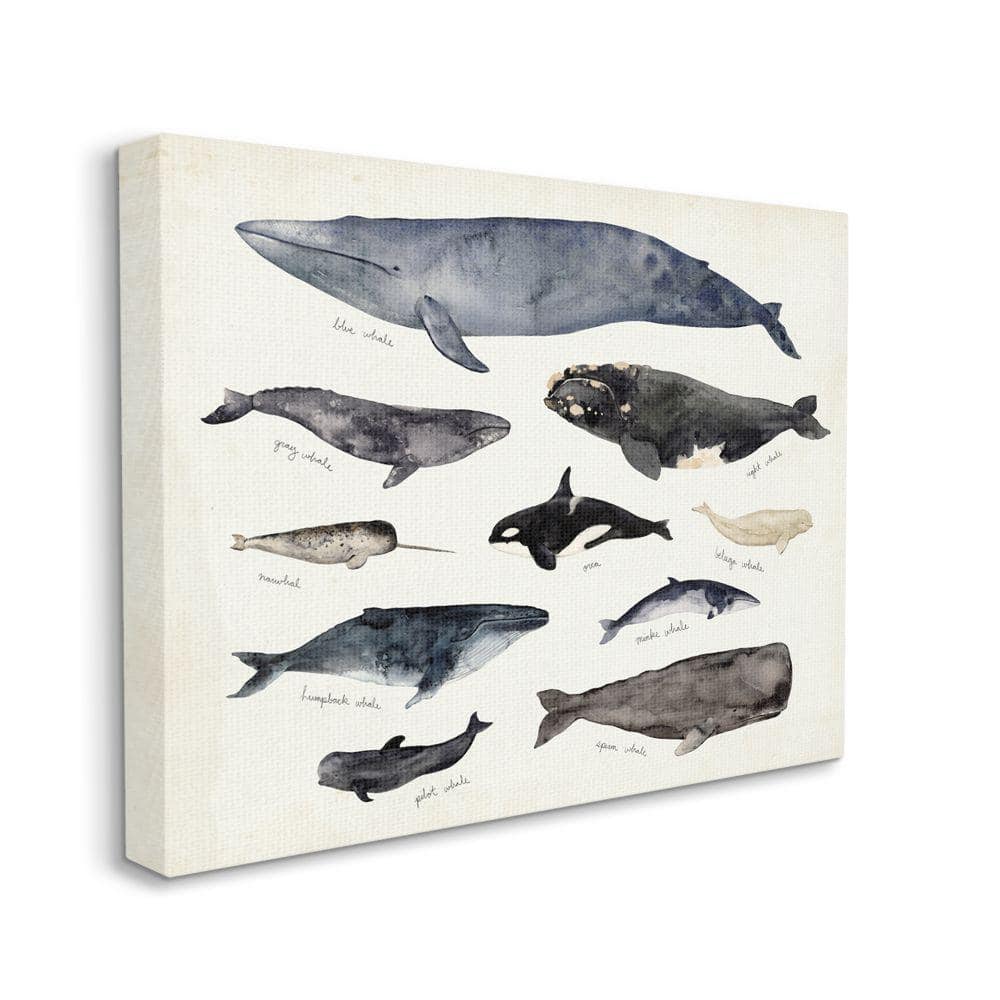 Vintage Nautical Chart of Whales Ocean Life Canvas Wall Art, 30 x 40