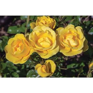 Bareroot Bloomables Gilded Sun Floribunda Rose Bush with Deep Yellow Flowers (2-Piece)