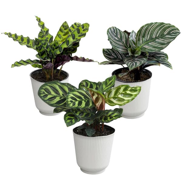Pet Friendly Calathea Plant Decor (3-Pack), Live Indoor Plants, Approx 9 in. Tall, Real Houseplants, 4.25 in. White Pots
