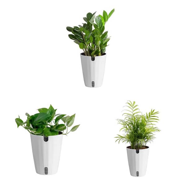 Costa Farms Pothos, Neanthebella Palm, and ZZ Plant in 6 in