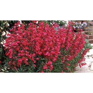 3.25 in. Penstemon Red Riding Hood Perennial Plant with Red Flowers (3-Pack)