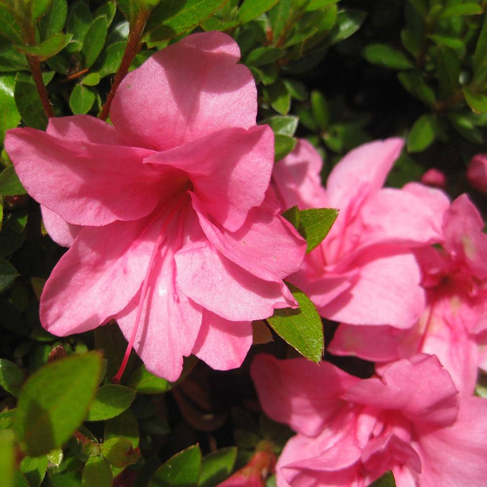 1 Gallon Pink Rhododendron Macrantha Azalea Shrub