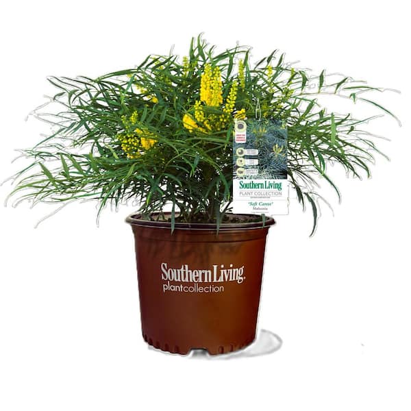 SOUTHERN LIVING 3 Gal. Mahonia Soft Caress
