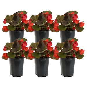 Scarlet Begonia Outdoor Flowers in 1 Pt. Grower Pot, Avg. Shipping Height 8 in. Tall (6-Pack)