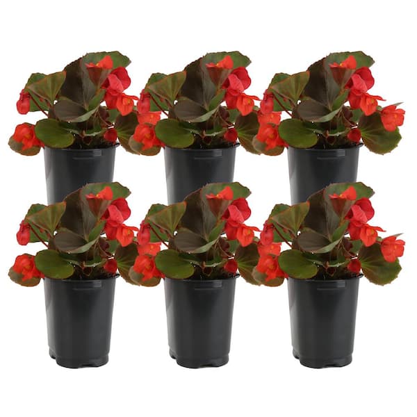 Costa Farms 1 Pt. Begonia Scarlet Flowers in Grower Pot (6-Pack)