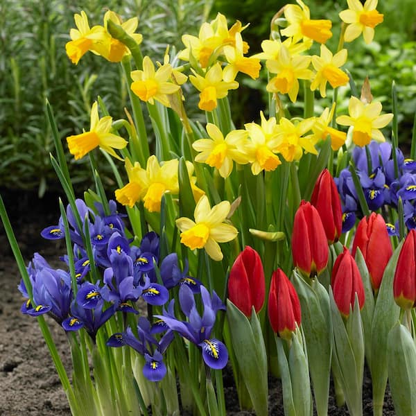 VAN ZYVERDEN Dutch Garden (Set of 75)
