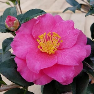 2.5 Gal - Shishi Gashira Camellia(sasanqua) - Evergreen Shrub with Pink Blooms, Live Plant