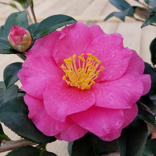 FLOWERWOOD 2.5 qt. Shi Shi Gashira Camellia (Sasanqua) Shrub with Large Fuchsia Pink Blooms