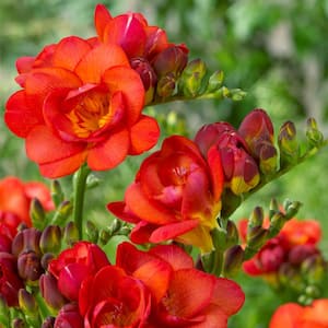 Freesias Double Blooming Red Bulbs (25-Pack)