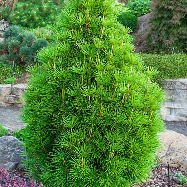 Spring Hill Nurseries 4 in. Pot Japanese Umbrella Pine, Live Evergreen Shrub (1-Pack)