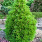 Spring Hill Nurseries 4 in. Pot Japanese Umbrella Pine, Live Evergreen ...